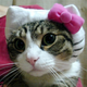 Image for article titled Japan's Hello Kitty Cat Humiliation System